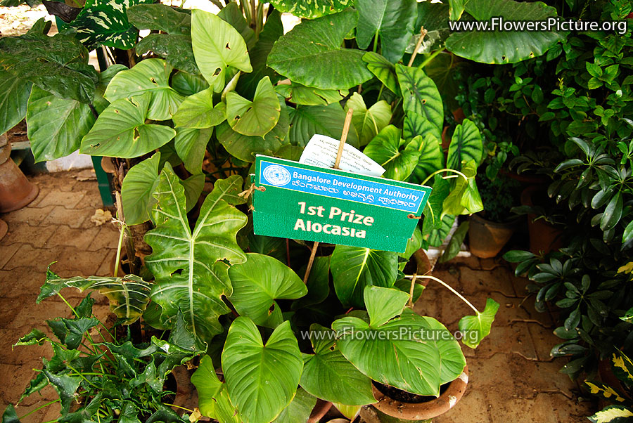 Colourful Flower Bouquet from Ooty Garden