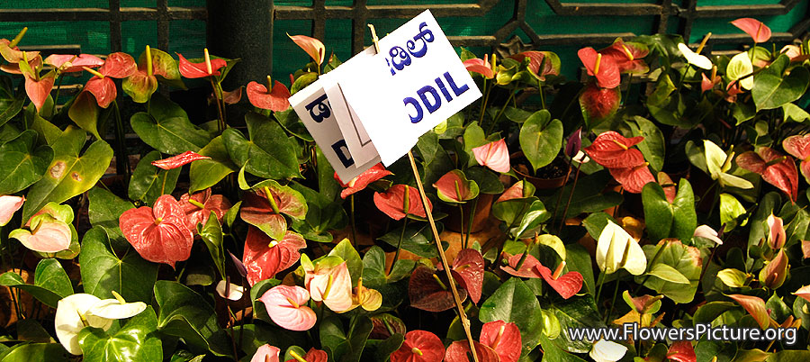 Anthurium Varieties