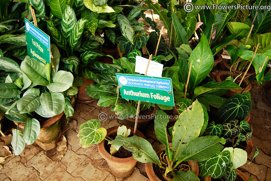 Anthurium Foliage 1st Prize