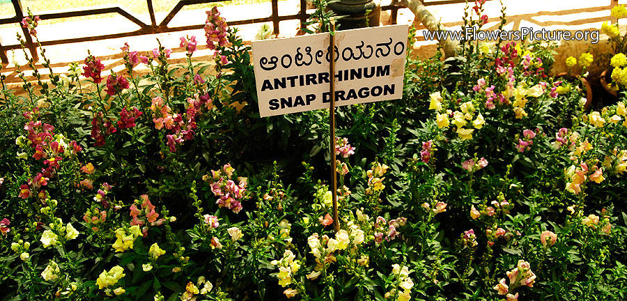 Antirrhinum Snapdragon Types