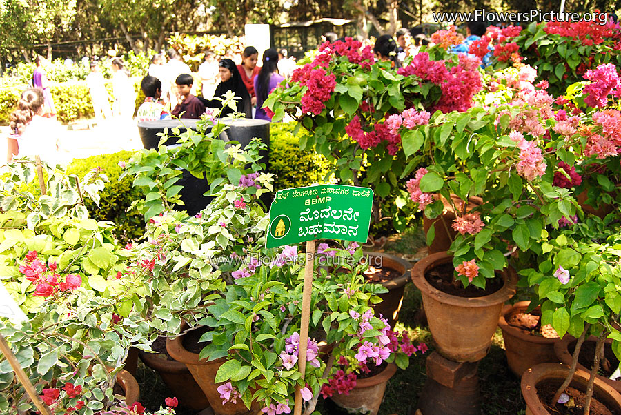 Bougainvillea Bonsai