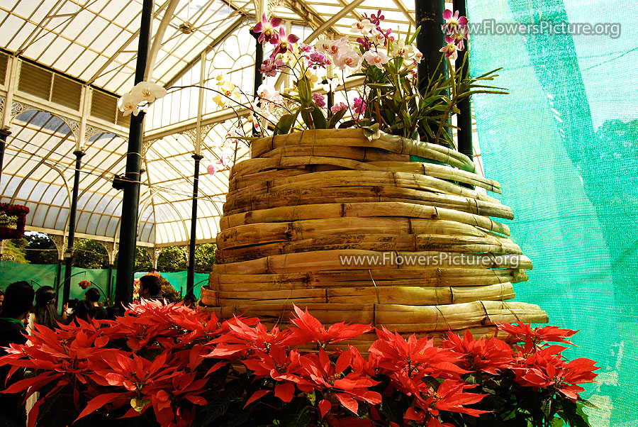 Bucket of poinsettia & orchid