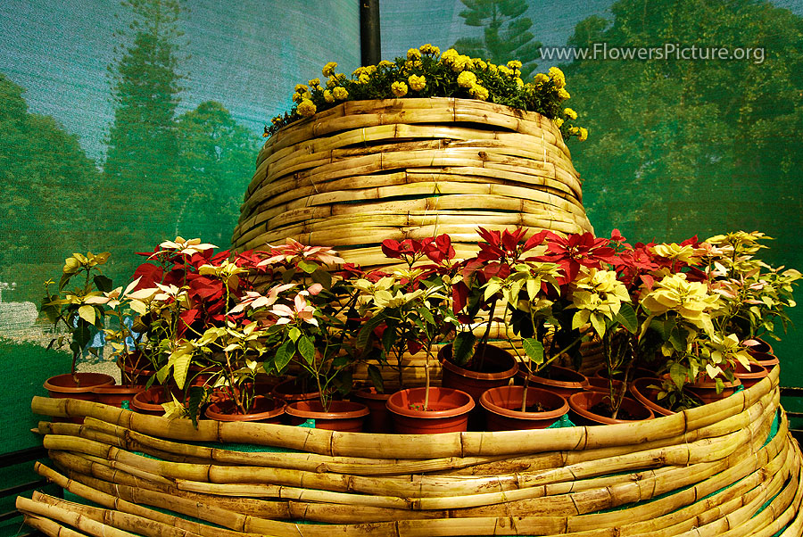 Bucket of poinsettia & tagetes erecta