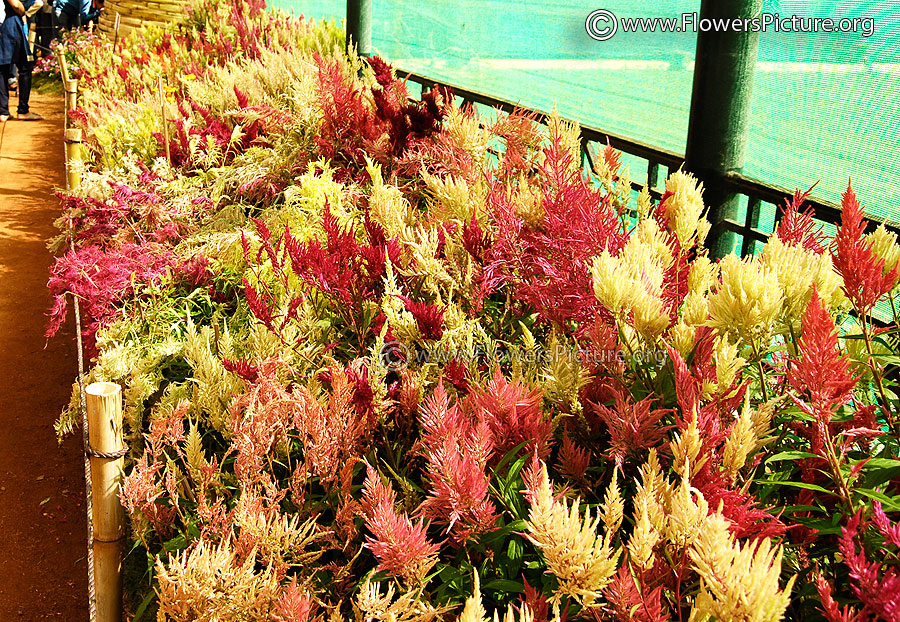 Celosia Bushes 1st Prize