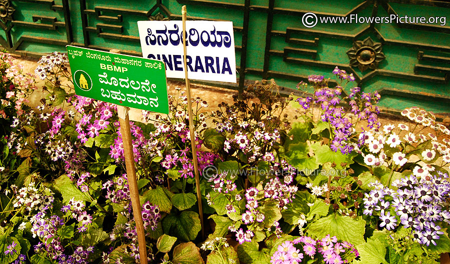 Cineraria Bunch 1st Prize