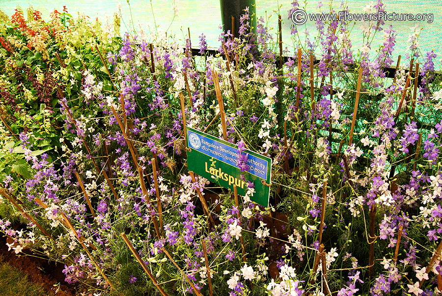 Delphinium Staphisagria Plants