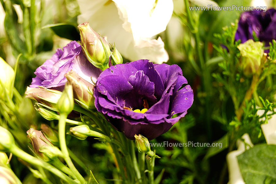 Blue Eustoma flowers