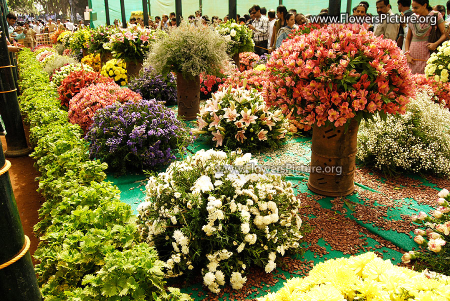 Colourful Flower Bouquet from Ooty Garden