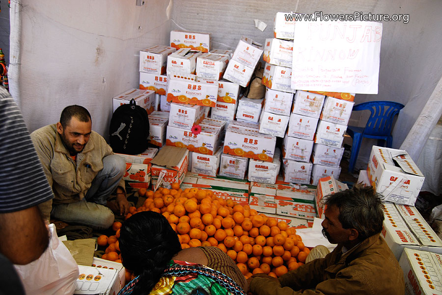 Fresh Orange Farm