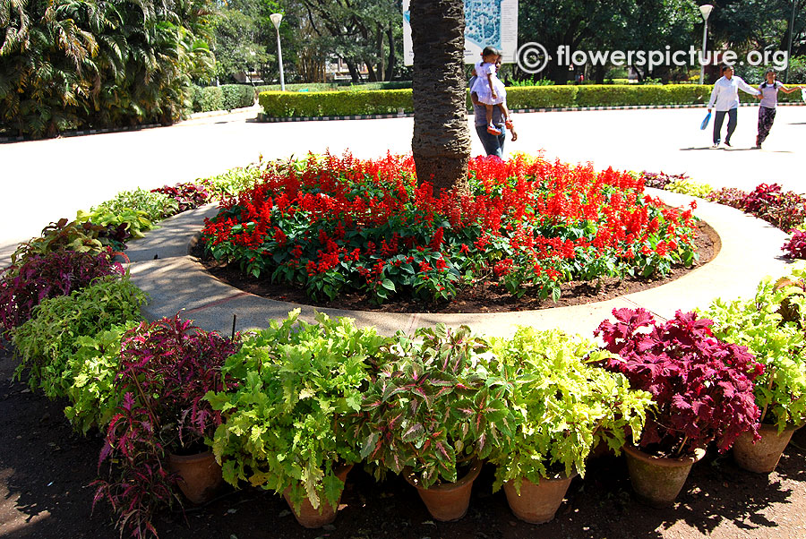 Flowers Circle-Rex Begonias