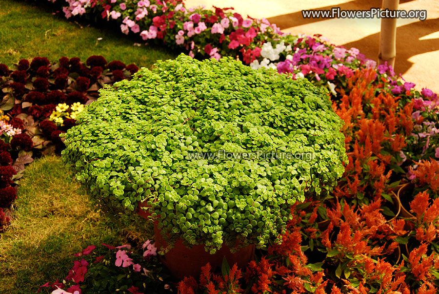 Bucket of green flowers