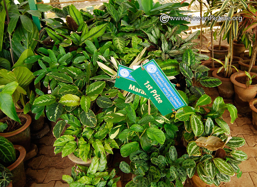 Group of rain forest plants