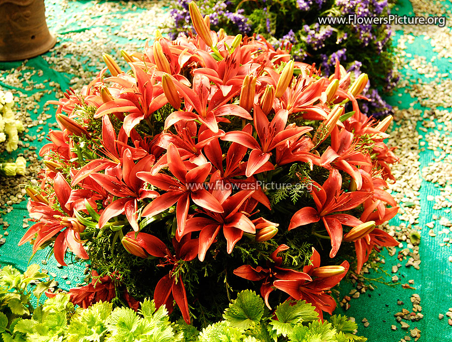 Ooty Garden Flowers