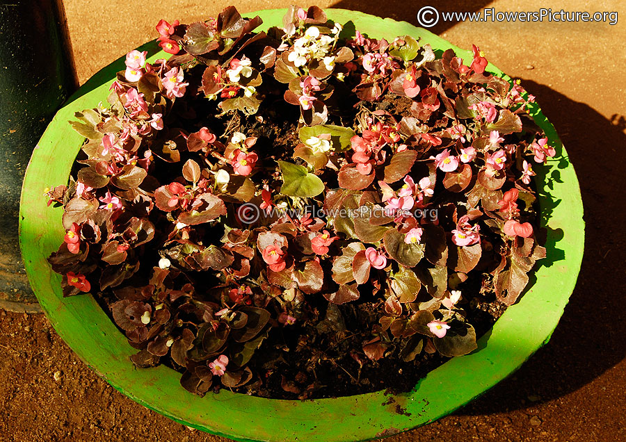 Impatiens Walleriana Bucket