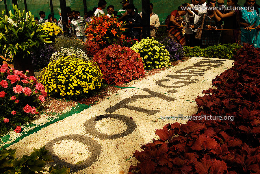 Ooty Garden Flowers