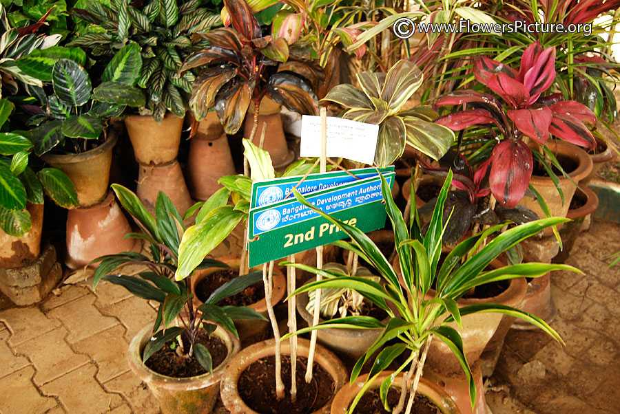 Ornamental Foliage Plants 2nd