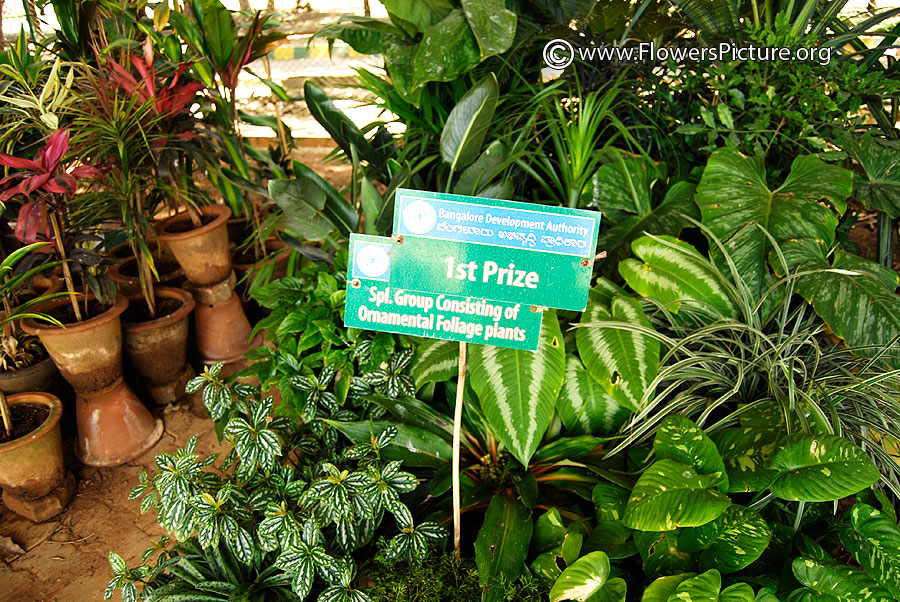 Ornamental Foliage Plants 1st