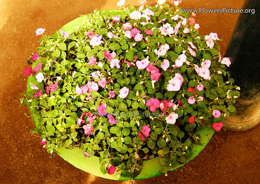 Pink Flower Bucket