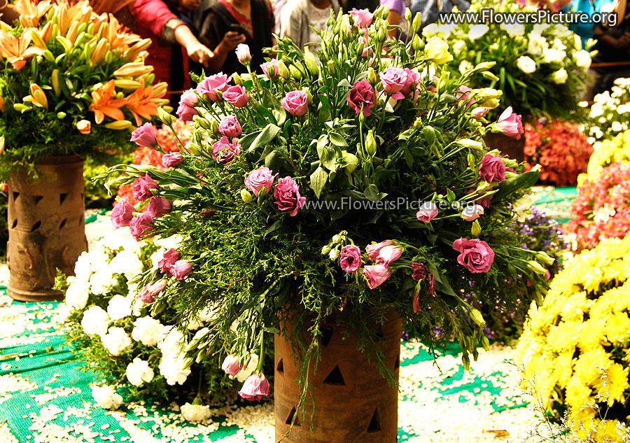 Pink Lisianthus