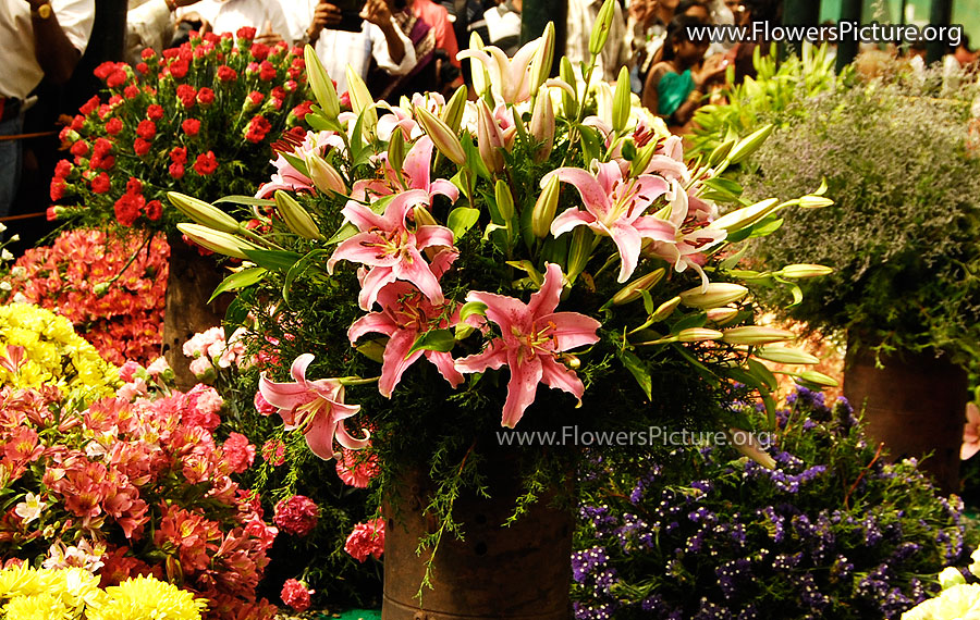 Pink Hippeastrum