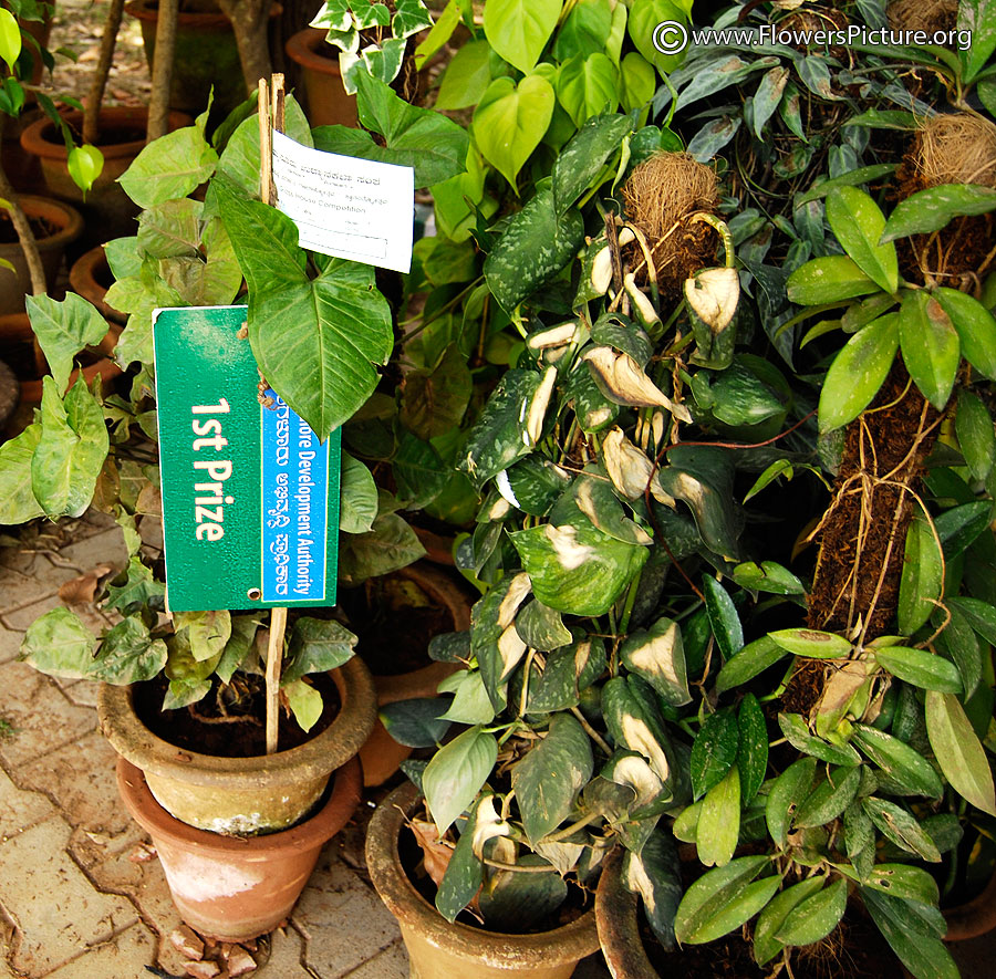 Pothos Epipremnum Aureum 1st