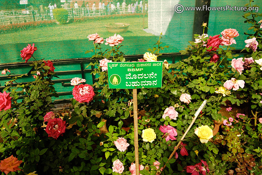 Ooty Rose Varieties