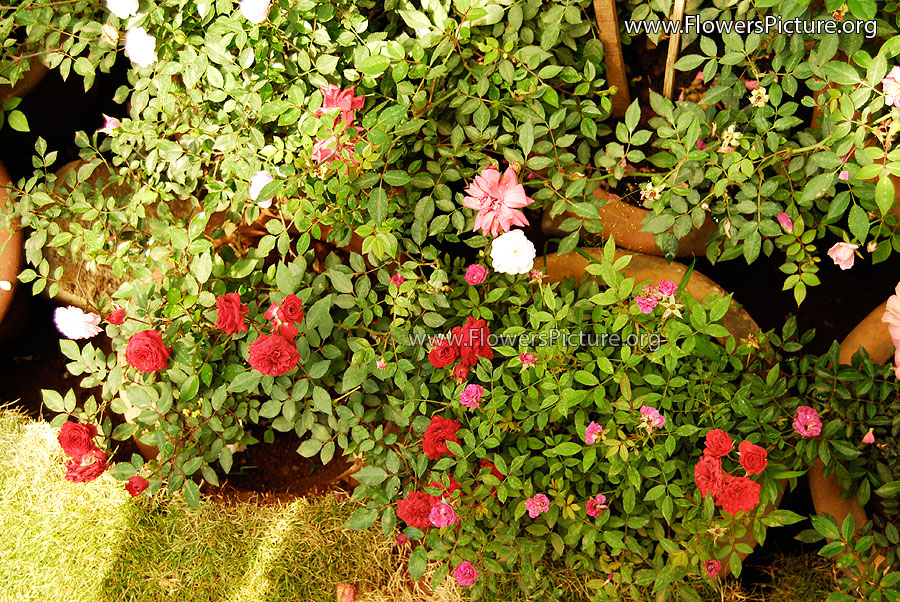 Small Roses-Lalbagh