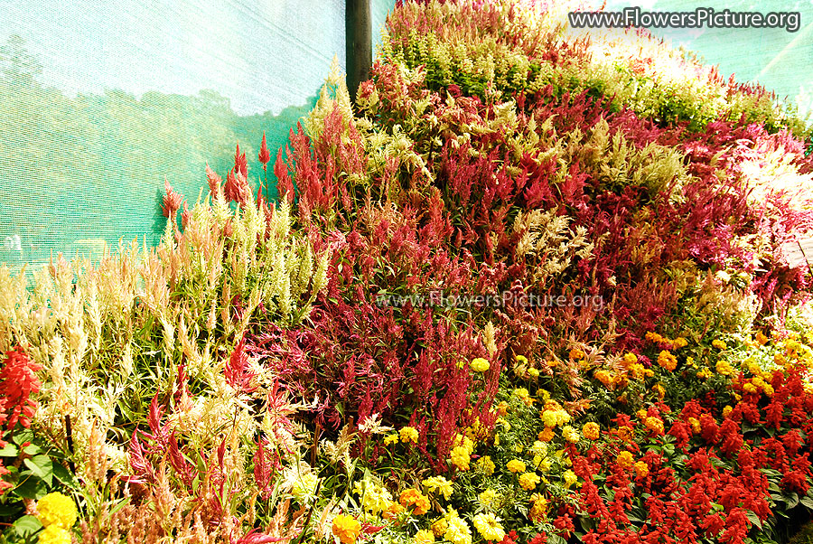 Valley of celosia Tagetes Erecta