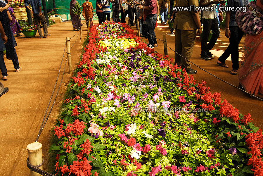 Valley of Petunia