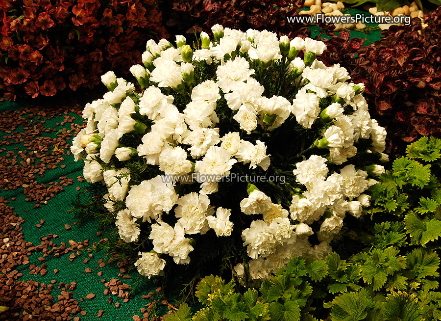 Bucket of green flowers