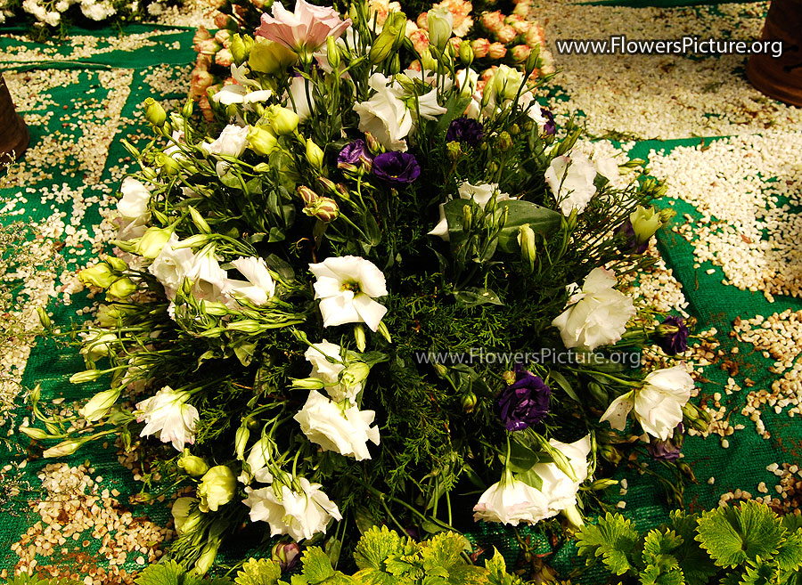 White Eustoma Flowers