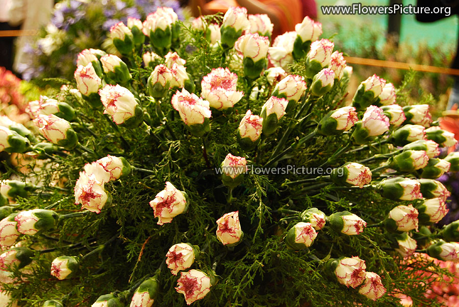 Pink Dianthus Caryophyllus