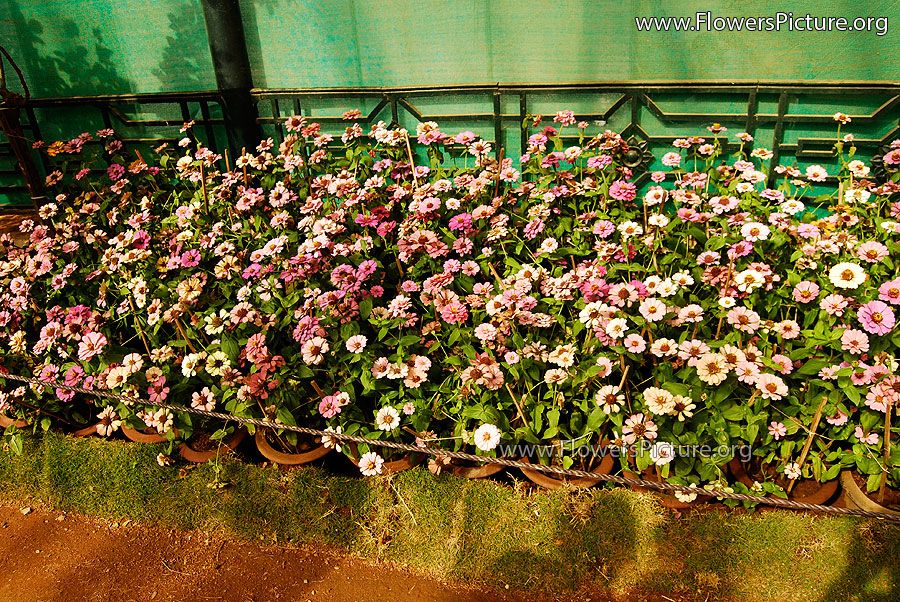 Zinnia Flower Bushes