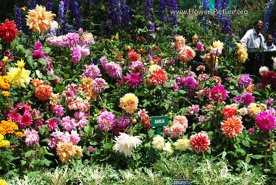 Zinnia Elegans Multicolor