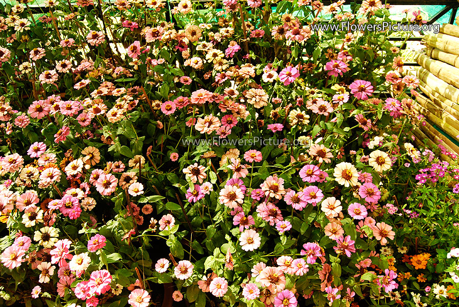 Zinnia Types 1st prize