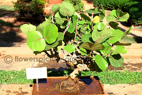 Tabebuia aurea