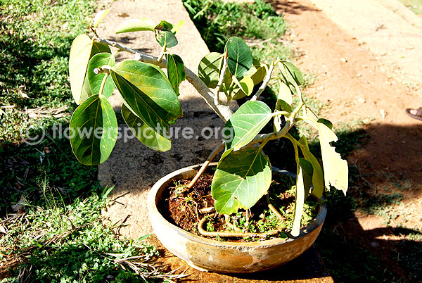 Cordia sebestena bonsai tree