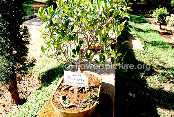 Ficus benjamina bonsai tree