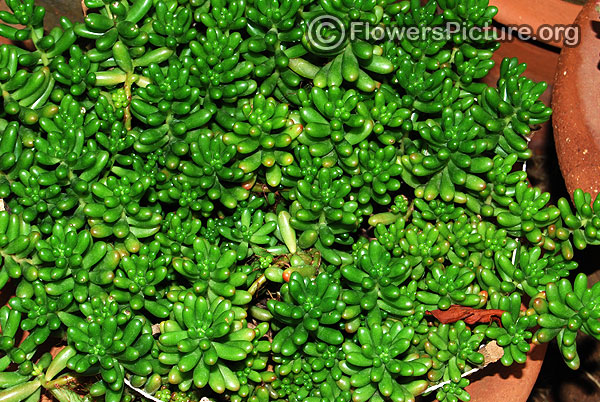 aeonium sedifolium