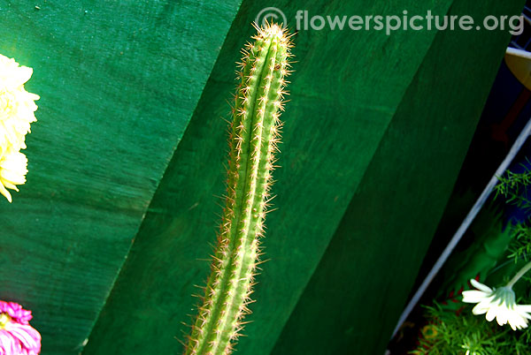 cereus peruvianus