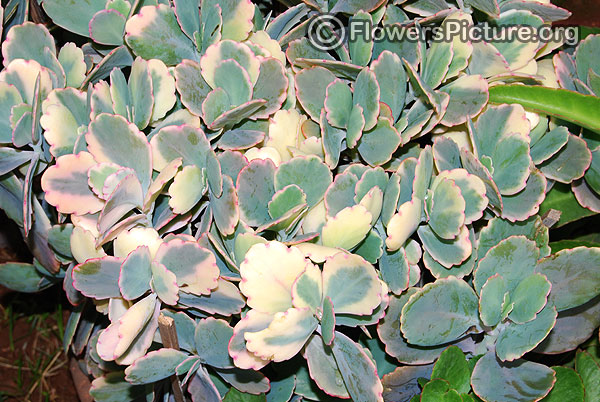 cotyledon ladismithiensis variegata