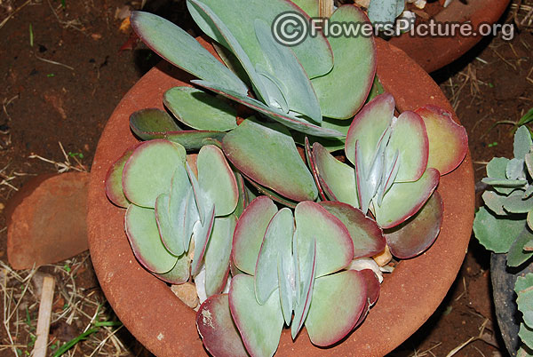 crassula arborescens