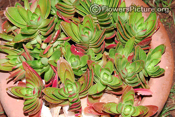 crassula rosebud