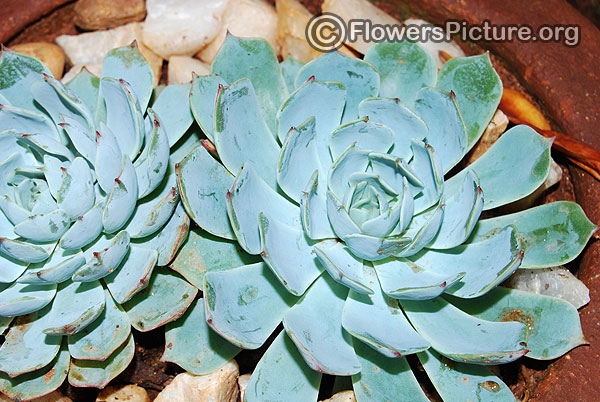 echeveria blue heron