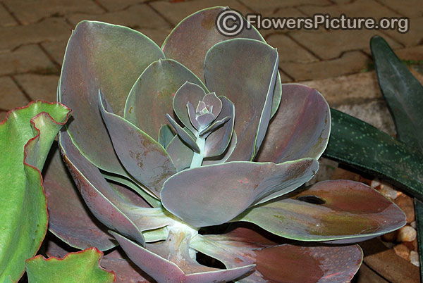 echeveria hybrid mahogany rose