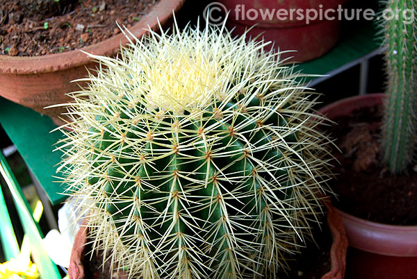 Echinocactus grusonii