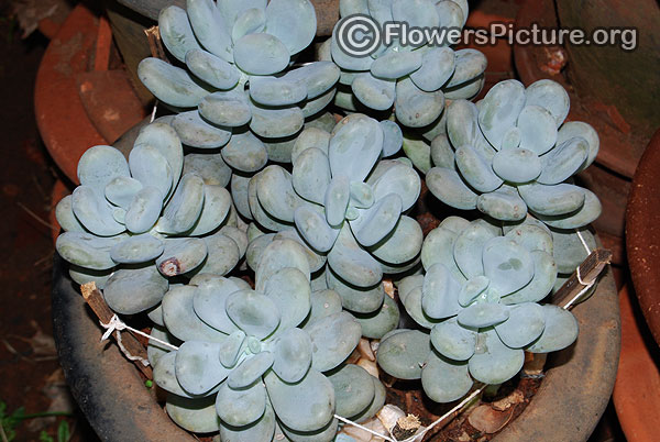 graptopetalum amethystinum