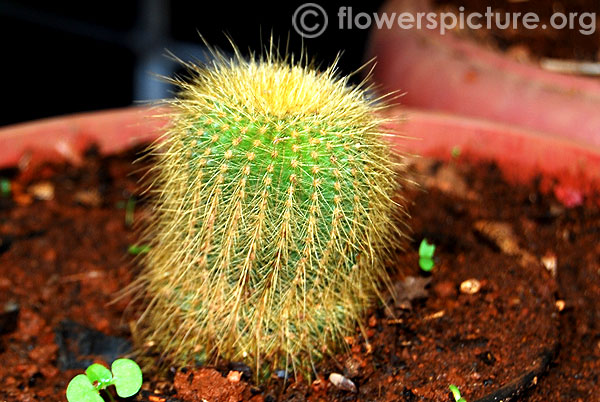 hedgehog cactus