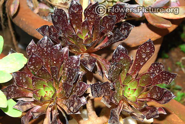 jovibarba heuffelii hybrids