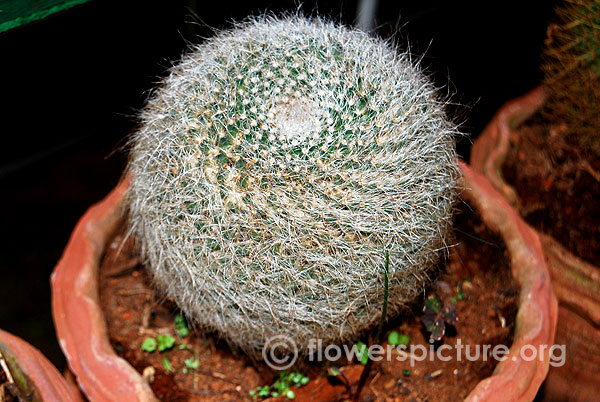 mammillaria hahniana